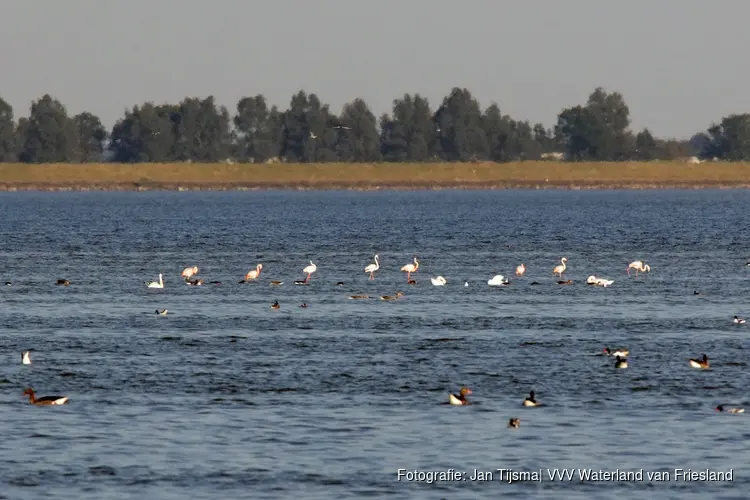 Bijzonder bezoek voor Waterland van Friesland: flamingo’s strijken neer