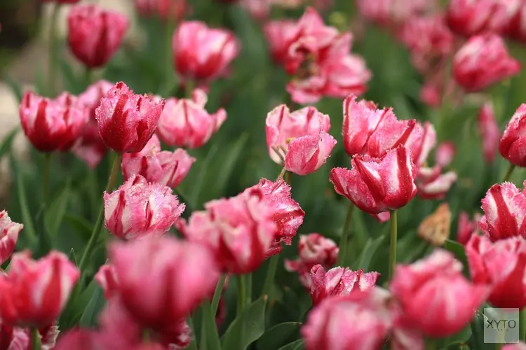 Fris lenteweer houdt aan, richting Koningsdag lichte verbetering