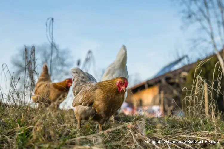 Vogelgriep vastgesteld in Idsegahuizum